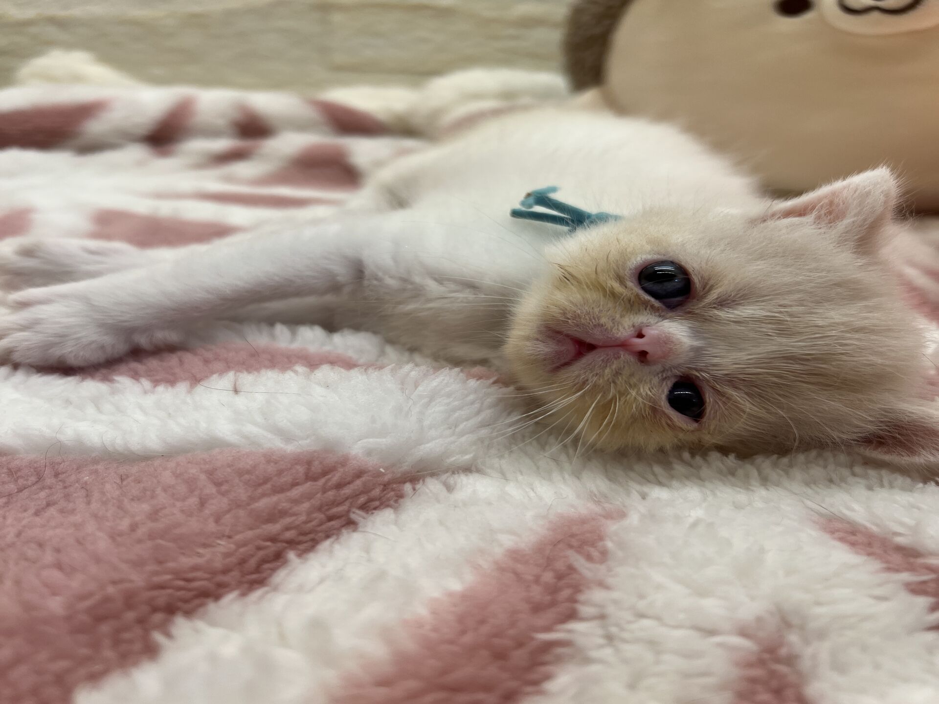 エキゾチックショートヘア　オモチ　きいろちゃん