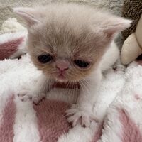 画像22584：エキゾチックショートヘア<br>　オモチ　きいろちゃん