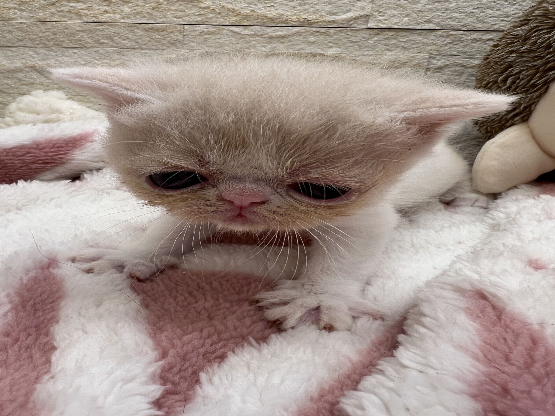 エキゾチックショートヘア　オモチ　きいろちゃん