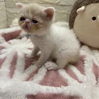 画像22585：エキゾチックショートヘア<br>　オモチ　きいろちゃん