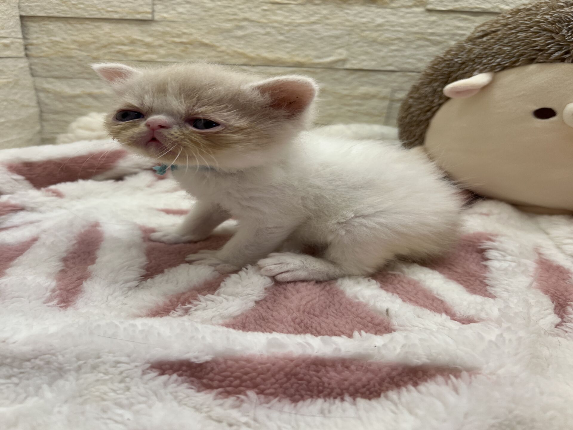 エキゾチックショートヘア　オモチ　きいろちゃん
