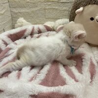 画像22586：エキゾチックショートヘア<br>　オモチ　きいろちゃん