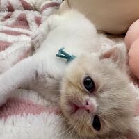 画像22587：エキゾチックショートヘア<br>　オモチ　きいろちゃん