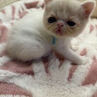 画像22588：エキゾチックショートヘア<br>　オモチ　きいろちゃん
