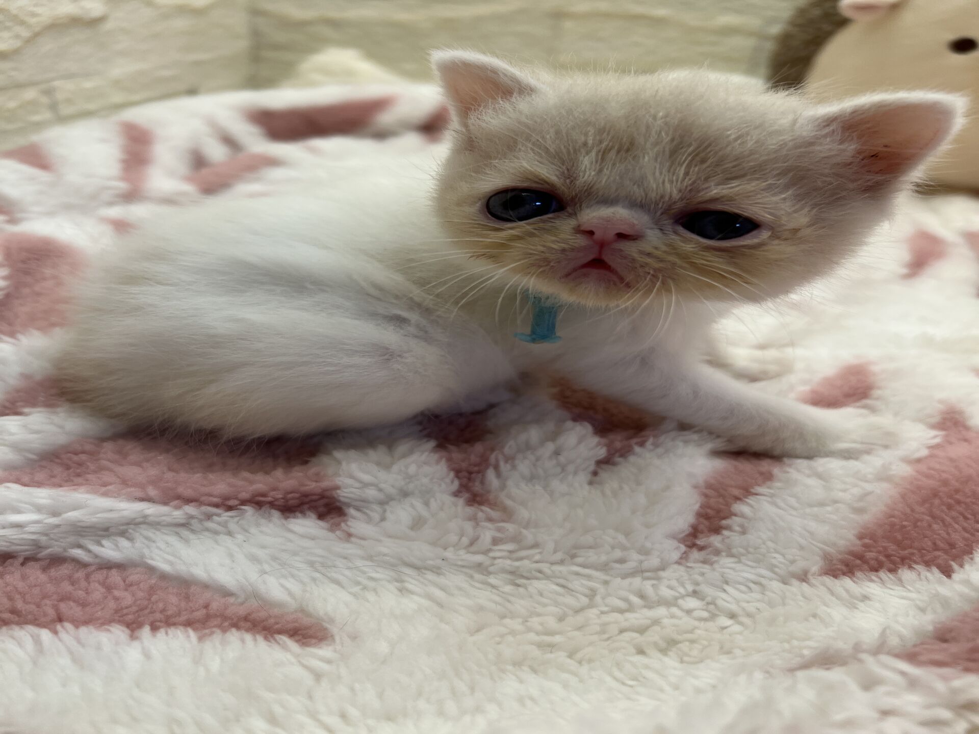エキゾチックショートヘア　オモチ　きいろちゃん