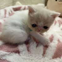 画像22589：エキゾチックショートヘア<br>　オモチ　きいろちゃん