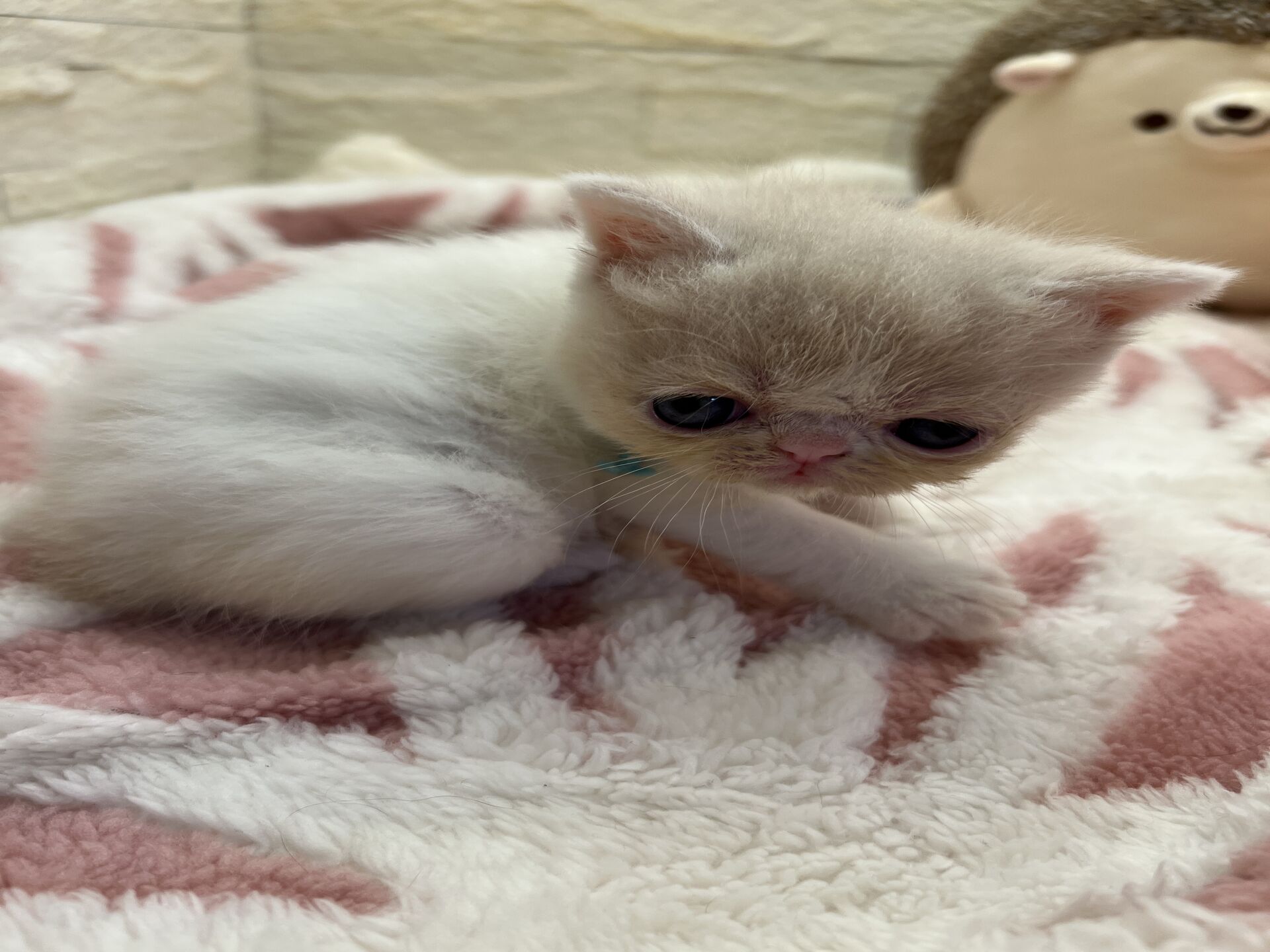 エキゾチックショートヘア　オモチ　きいろちゃん