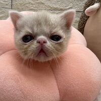 画像22590：エキゾチックショートヘア<br>　オモチ　きいろちゃん