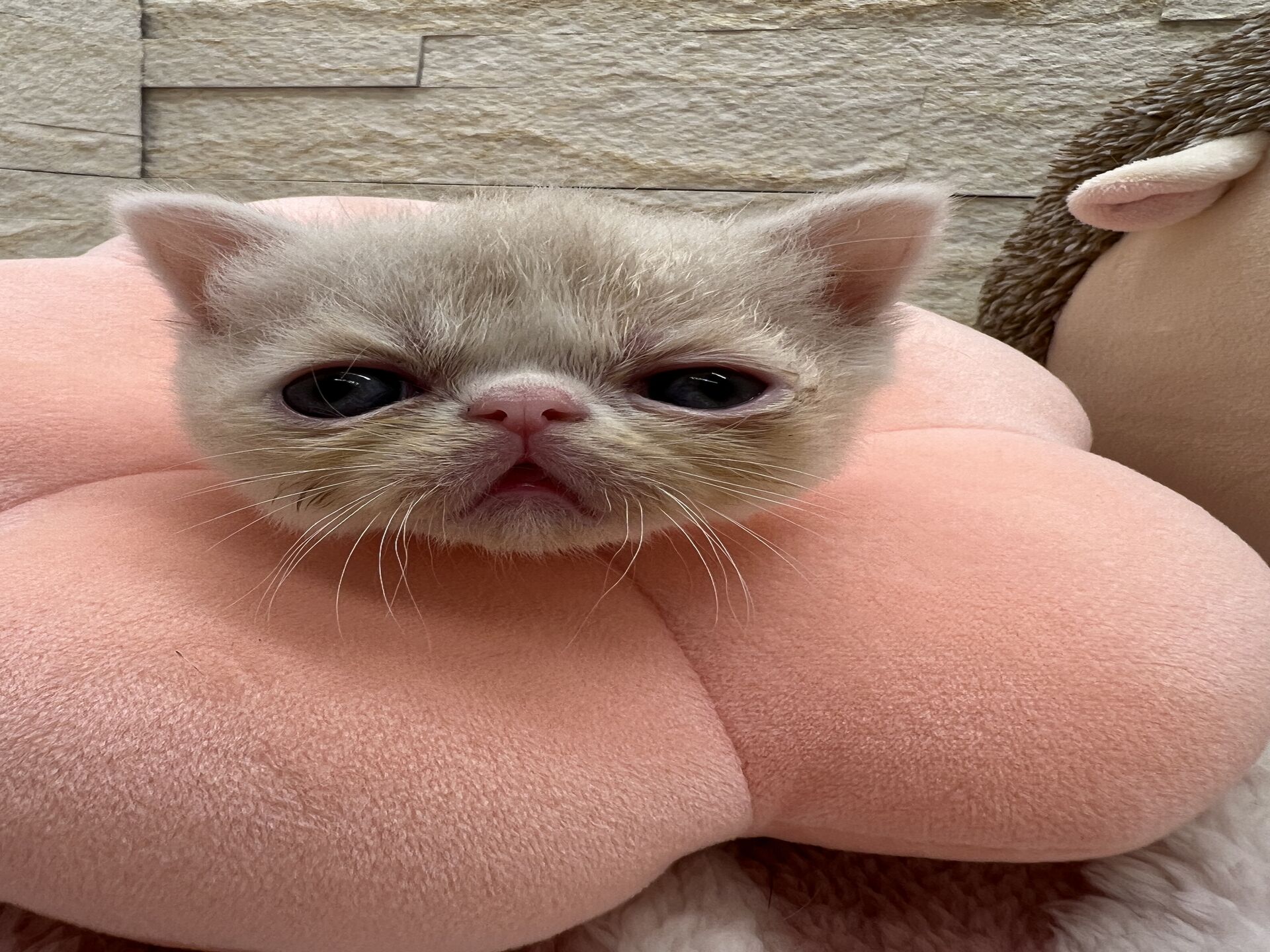 エキゾチックショートヘア　オモチ　きいろちゃん