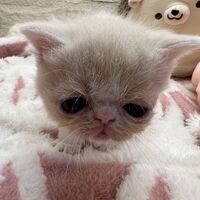 画像22591：エキゾチックショートヘア<br>　オモチ　きいろちゃん