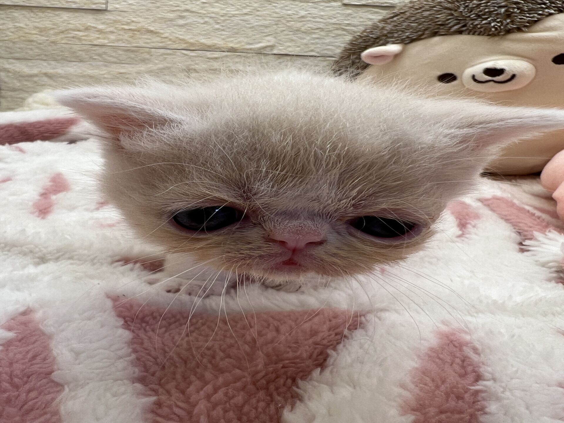 エキゾチックショートヘア　オモチ　きいろちゃん