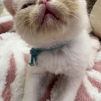 画像22592：エキゾチックショートヘア<br>　オモチ　きいろちゃん