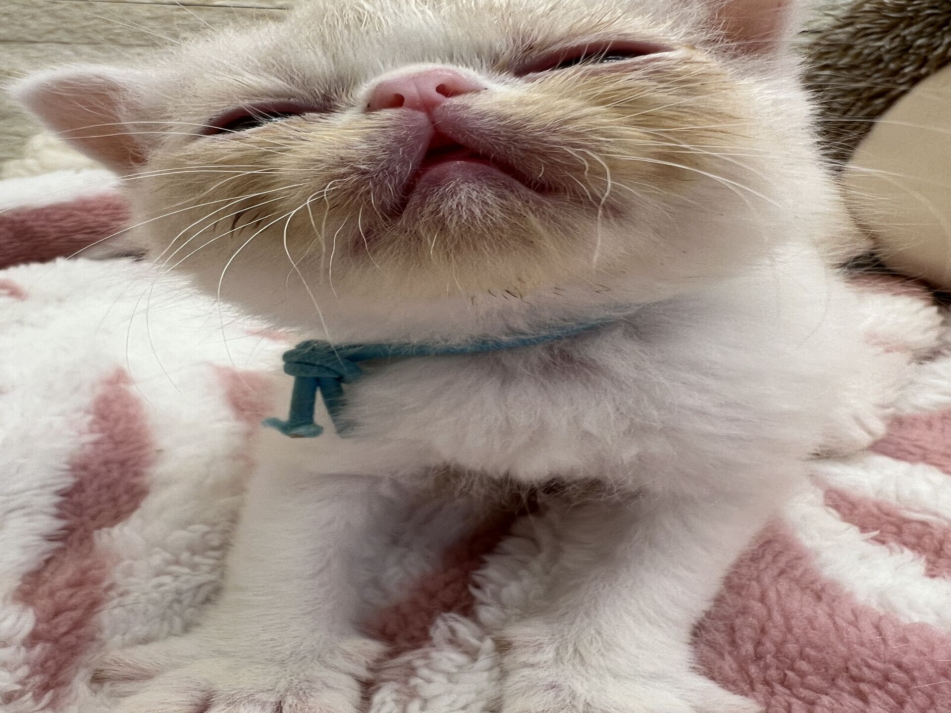 エキゾチックショートヘア　オモチ　きいろちゃん