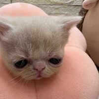 画像22593：エキゾチックショートヘア<br>　オモチ　きいろちゃん