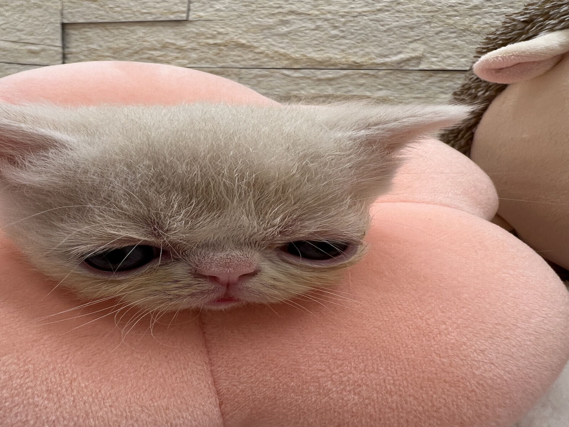 エキゾチックショートヘア　オモチ　きいろちゃん