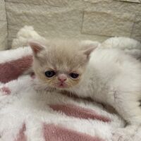 画像22594：エキゾチックショートヘア<br>　オモチ　きいろちゃん