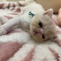 画像22595：エキゾチックショートヘア<br>　オモチ　きいろちゃん