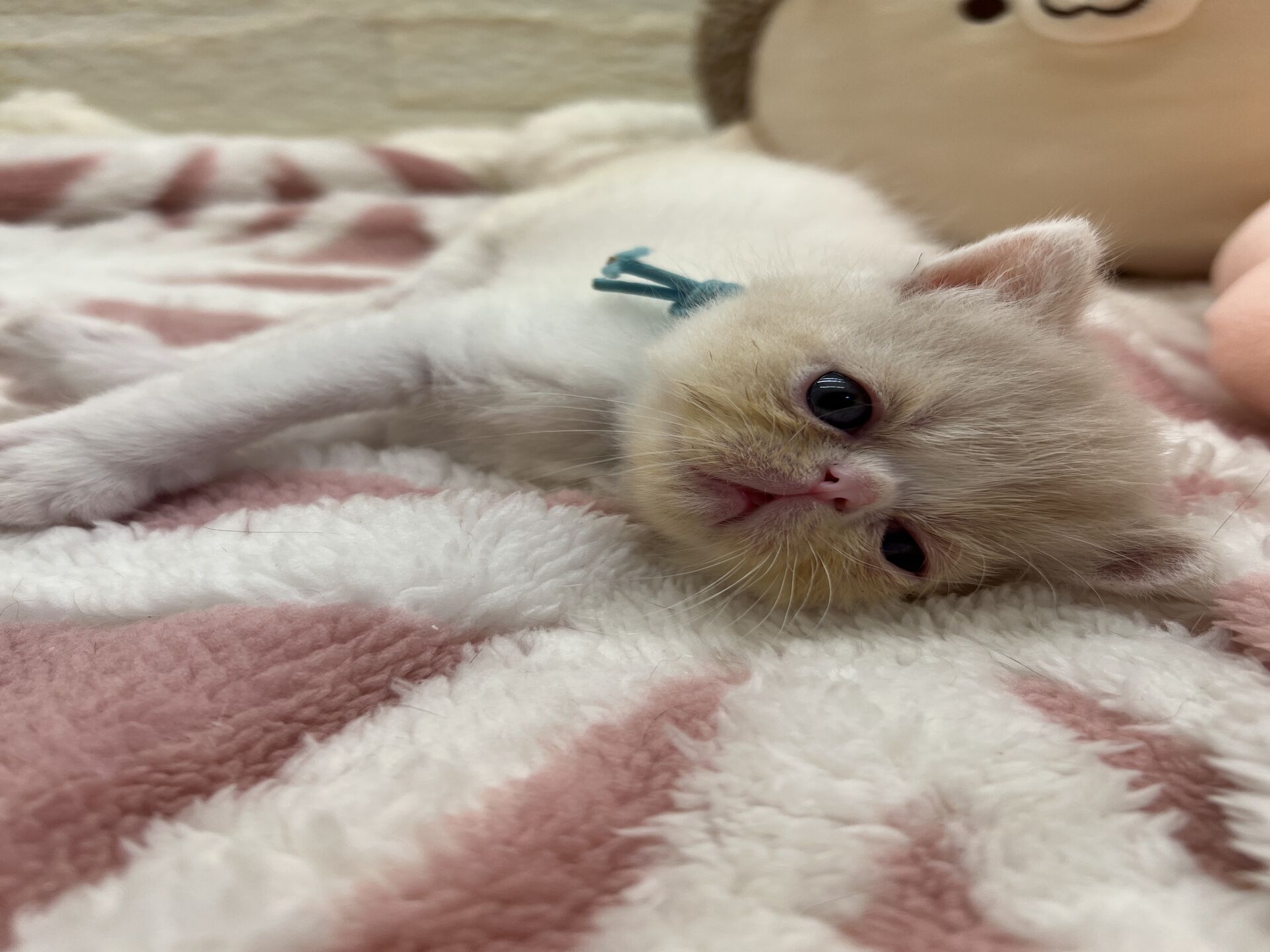 エキゾチックショートヘア　オモチ　きいろちゃん