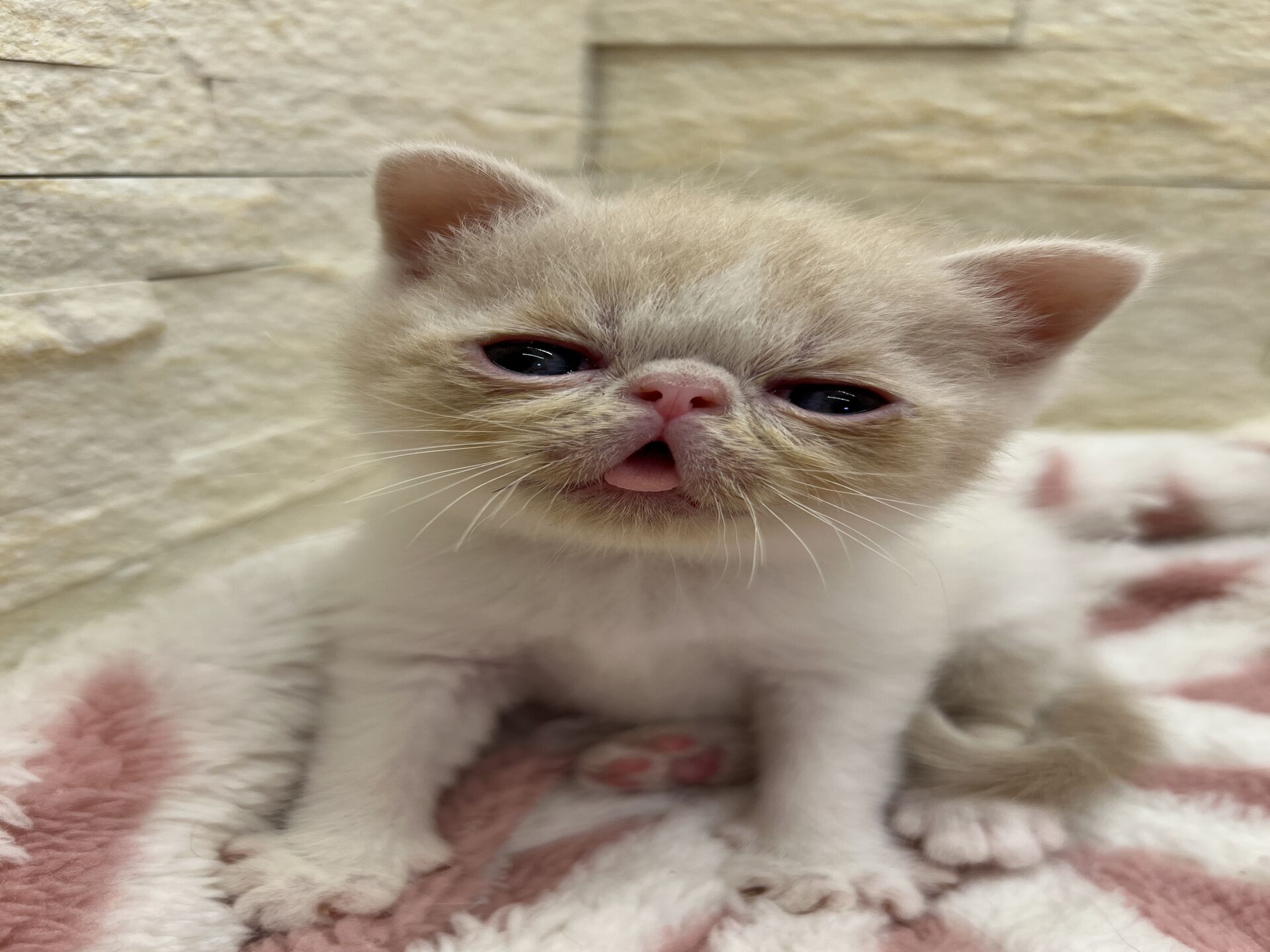 エキゾチックショートヘア　オモチ　きいろちゃん
