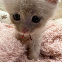 画像22723：メインクーン<br>ヴィヴィコ　あかいろちゃん