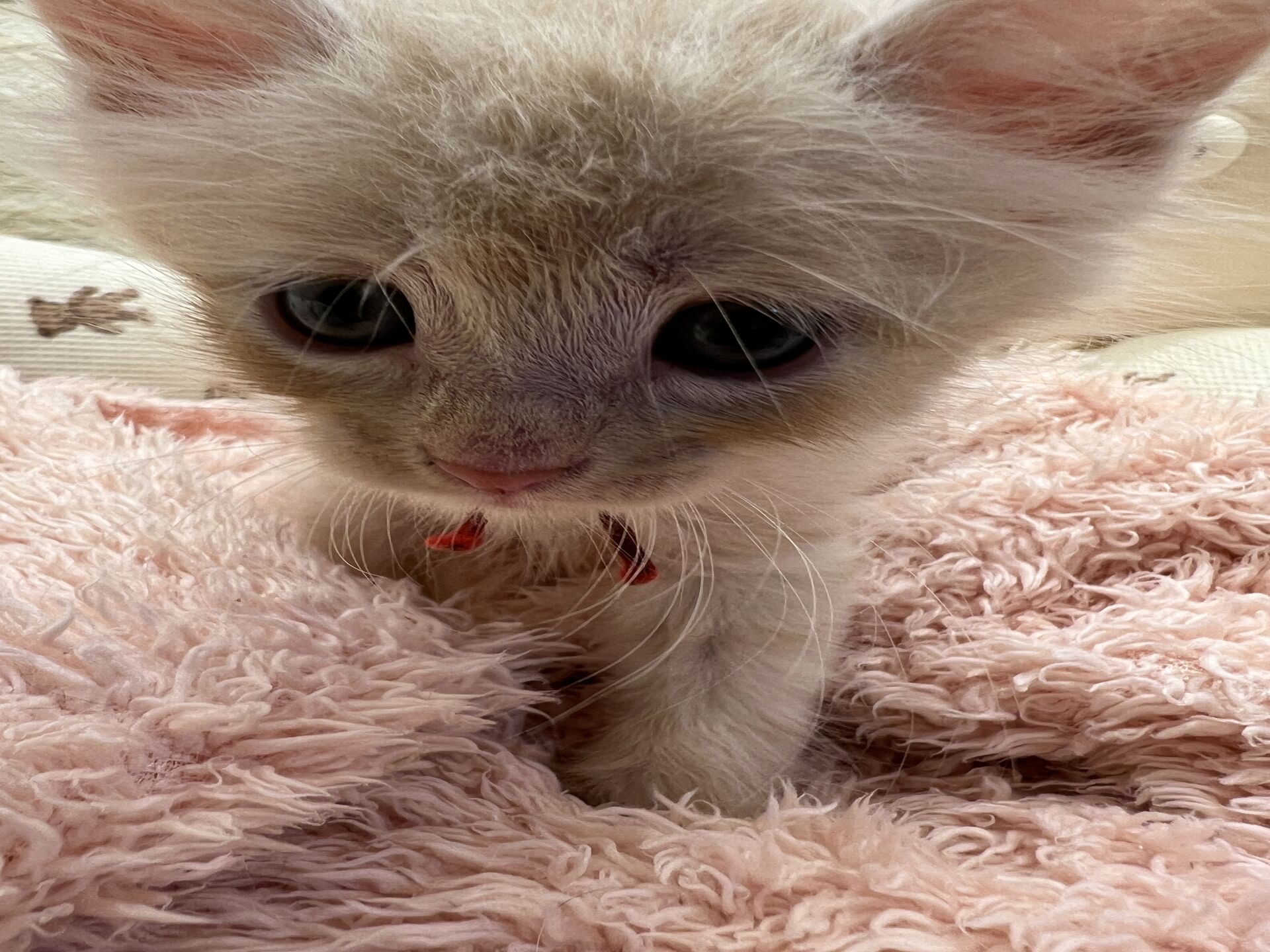 メインクーンヴィヴィコ　あかいろちゃん