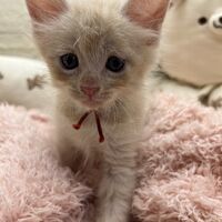 画像22724：メインクーン<br>ヴィヴィコ　あかいろちゃん