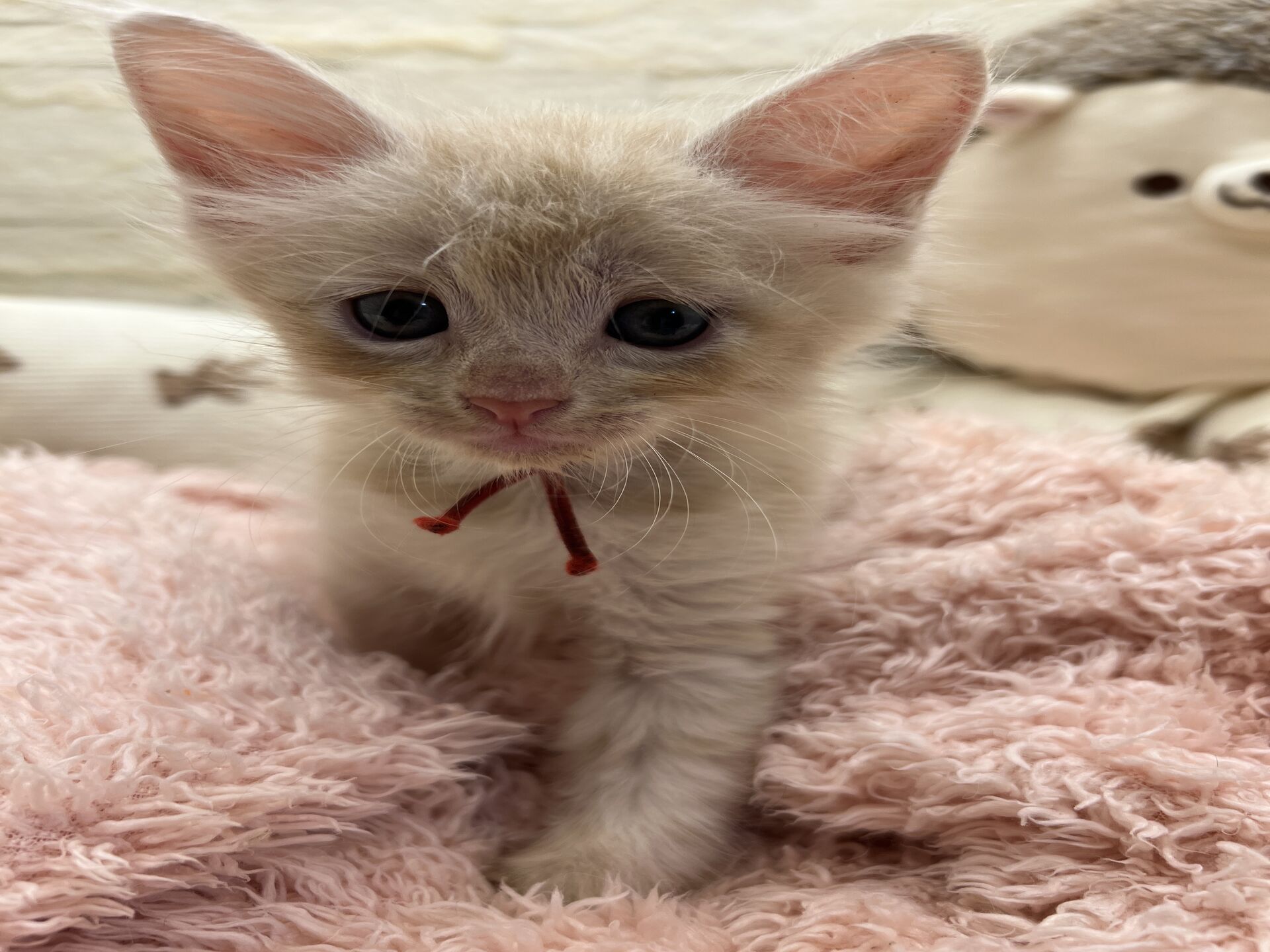 メインクーンヴィヴィコ　あかいろちゃん