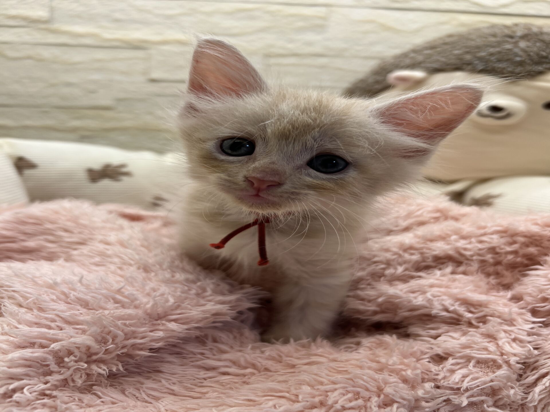メインクーンヴィヴィコ　あかいろちゃん