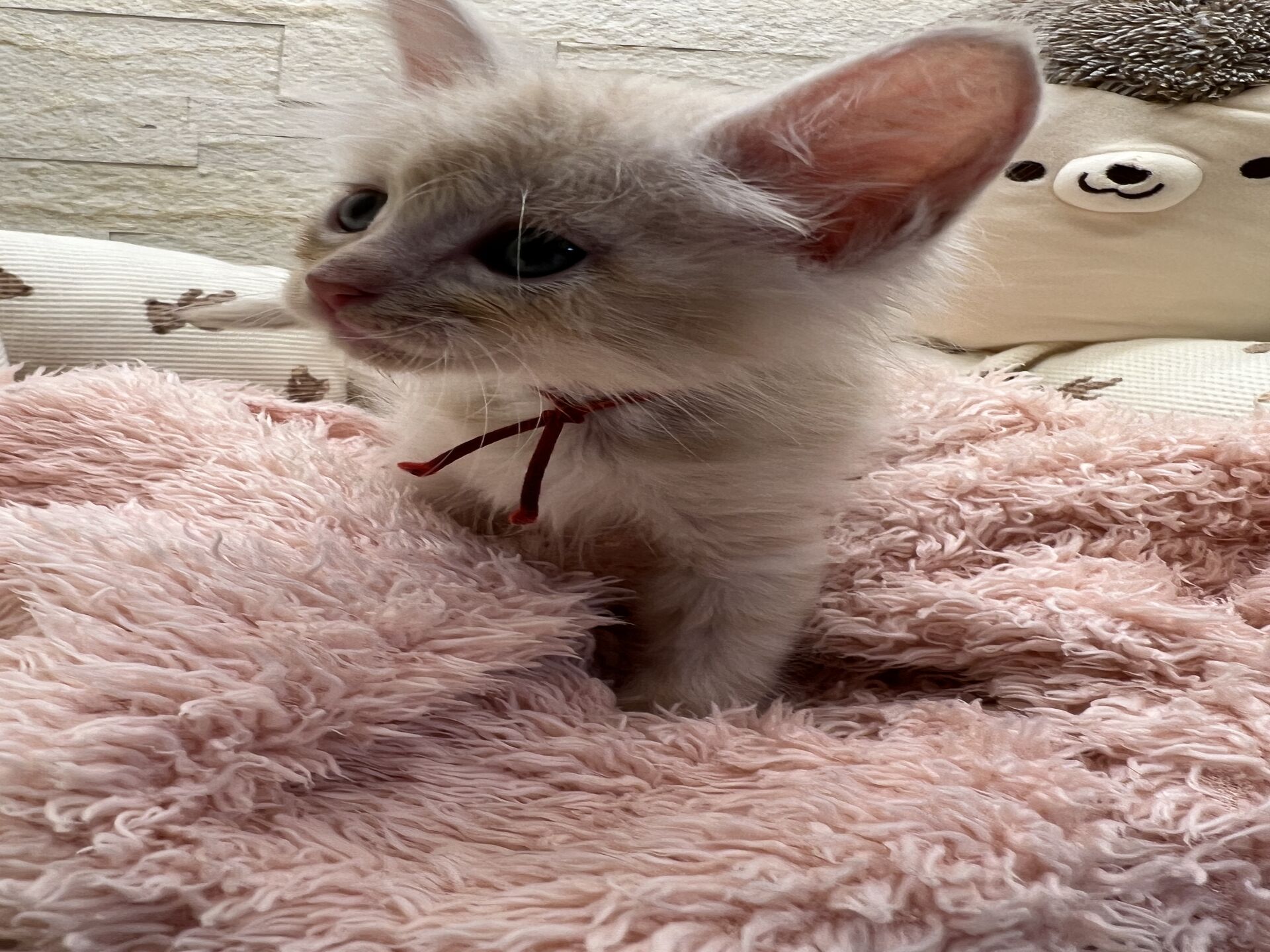 メインクーンヴィヴィコ　あかいろちゃん