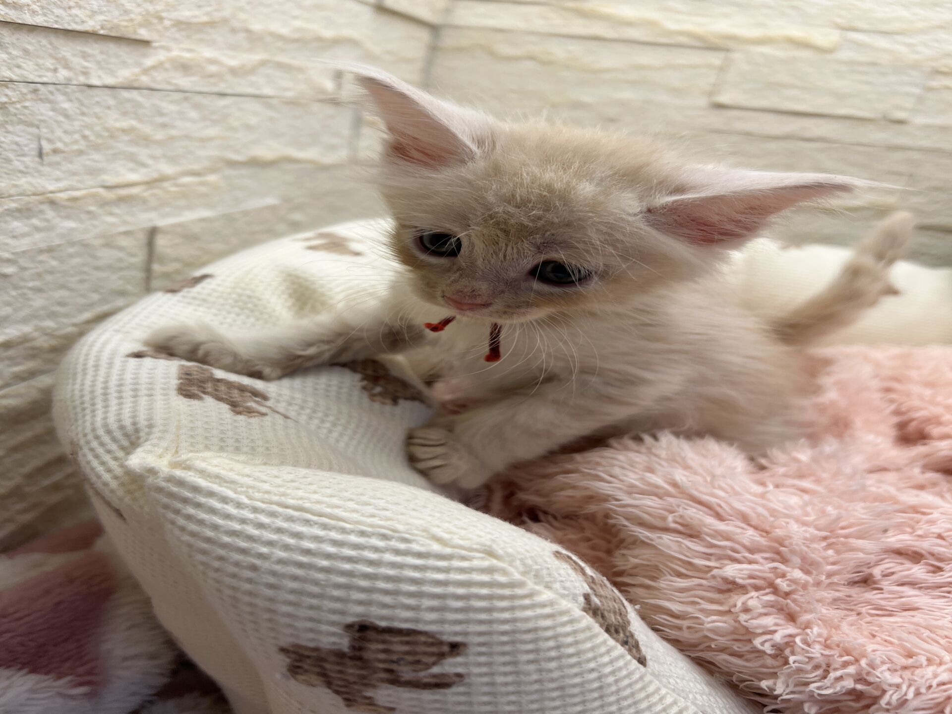 メインクーンヴィヴィコ　あかいろちゃん