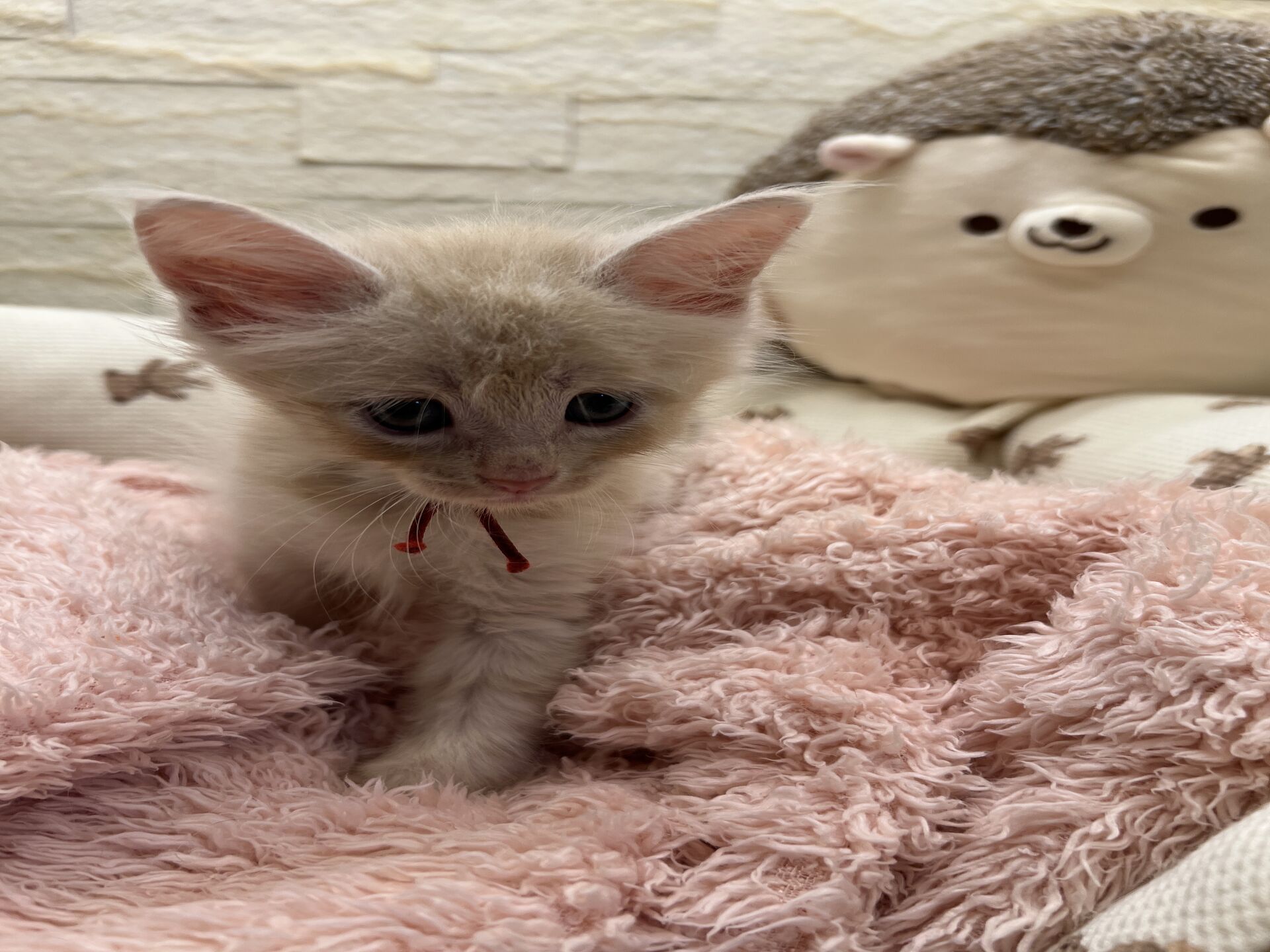 メインクーンヴィヴィコ　あかいろちゃん