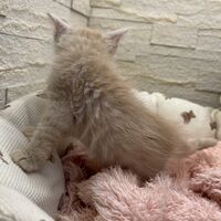 画像22729：メインクーン<br>ヴィヴィコ　あかいろちゃん