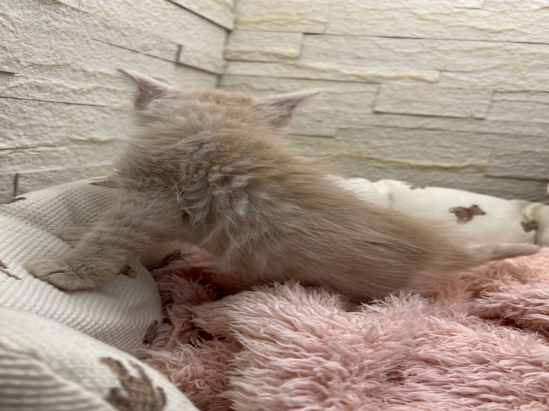 メインクーンヴィヴィコ　あかいろちゃん