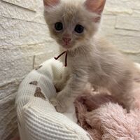 画像22730：メインクーン<br>ヴィヴィコ　あかいろちゃん