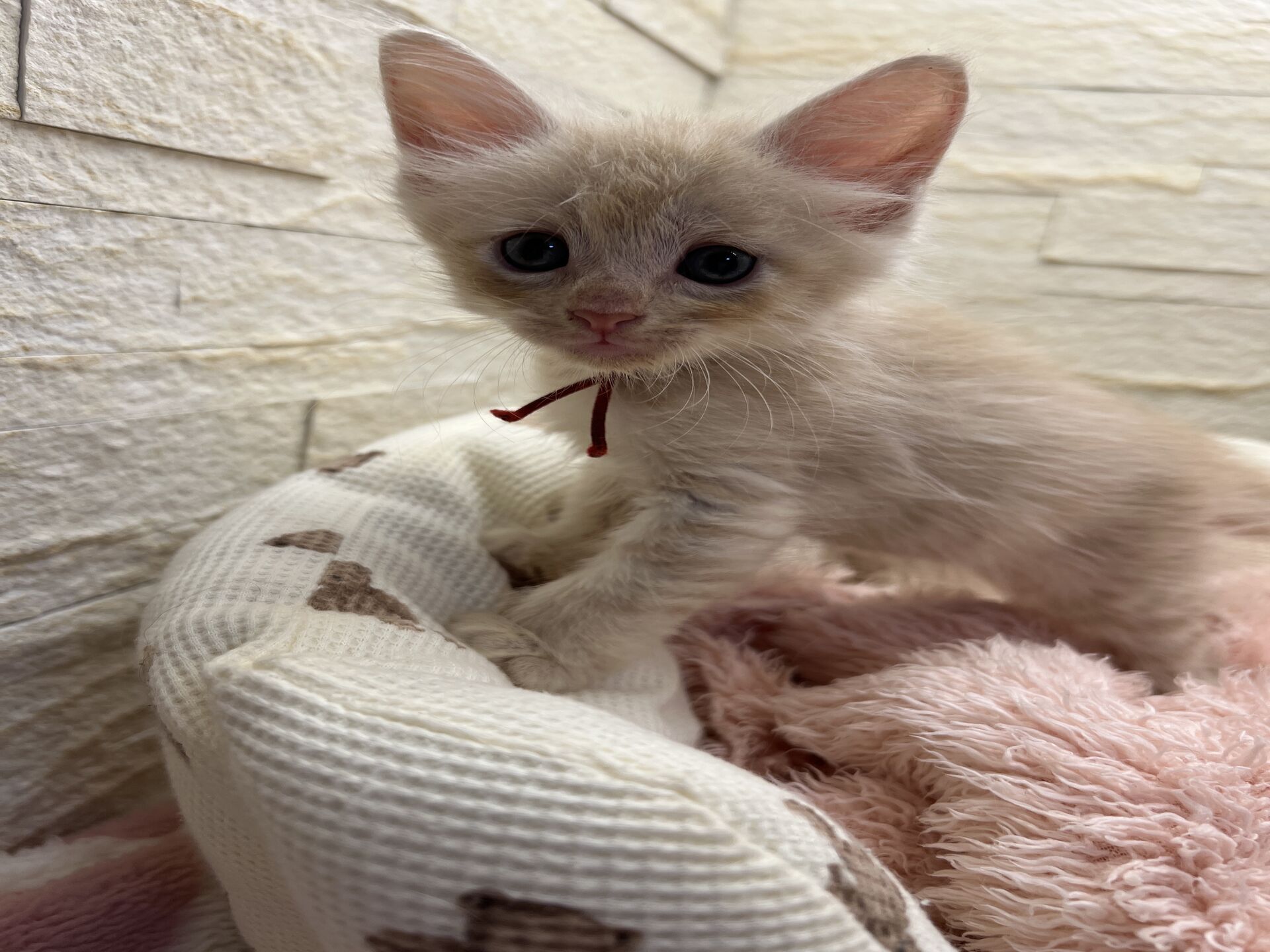 メインクーンヴィヴィコ　あかいろちゃん