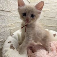 画像22731：メインクーン<br>ヴィヴィコ　あかいろちゃん
