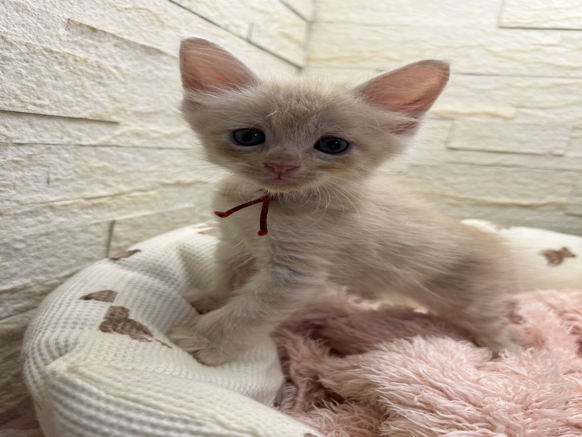 メインクーンヴィヴィコ　あかいろちゃん