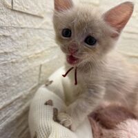 画像22732：メインクーン<br>ヴィヴィコ　あかいろちゃん