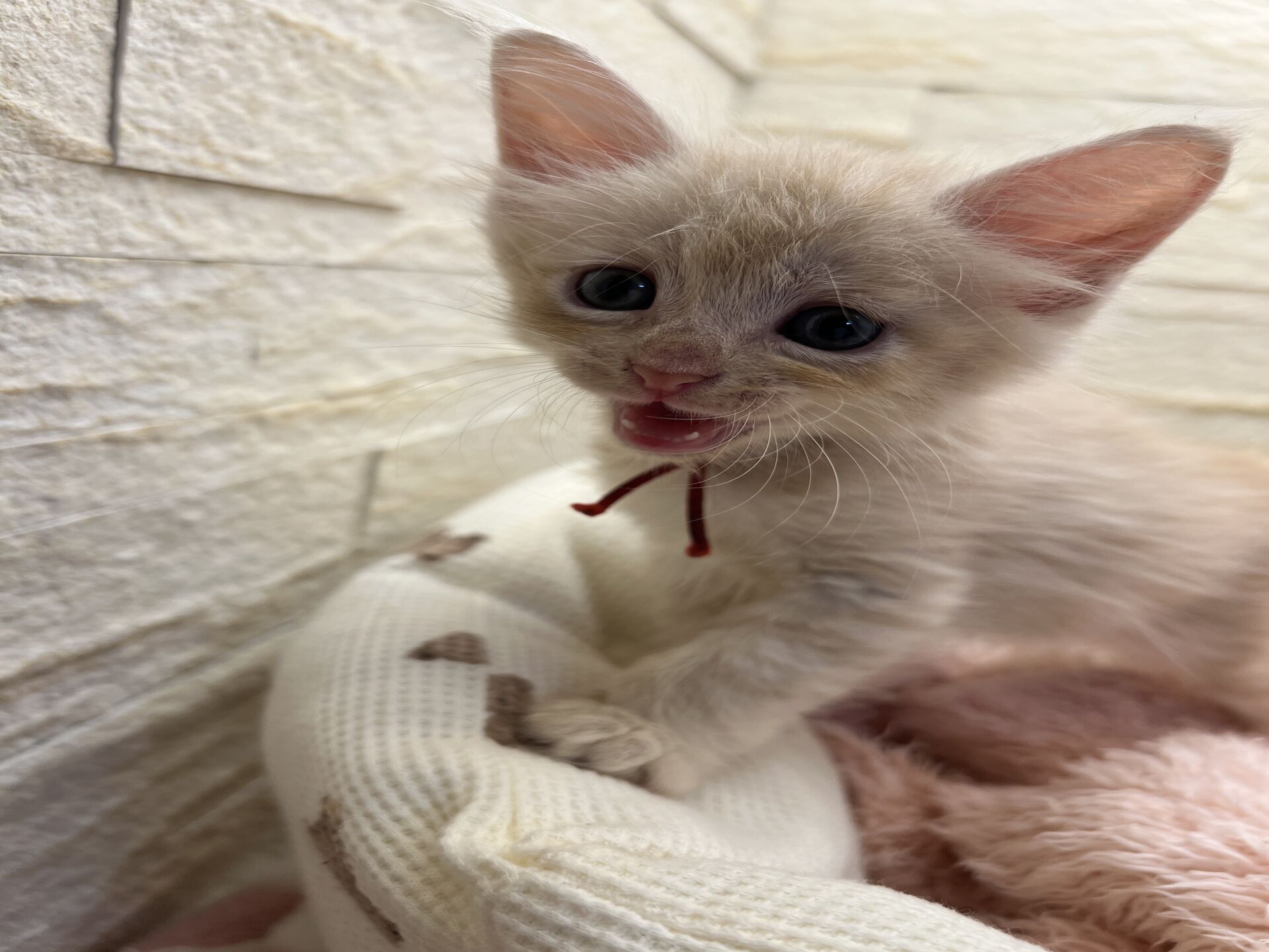 メインクーンヴィヴィコ　あかいろちゃん