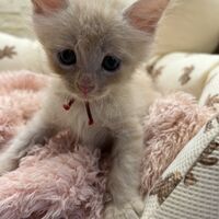 画像22733：メインクーン<br>ヴィヴィコ　あかいろちゃん