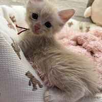 画像22734：メインクーン<br>ヴィヴィコ　あかいろちゃん