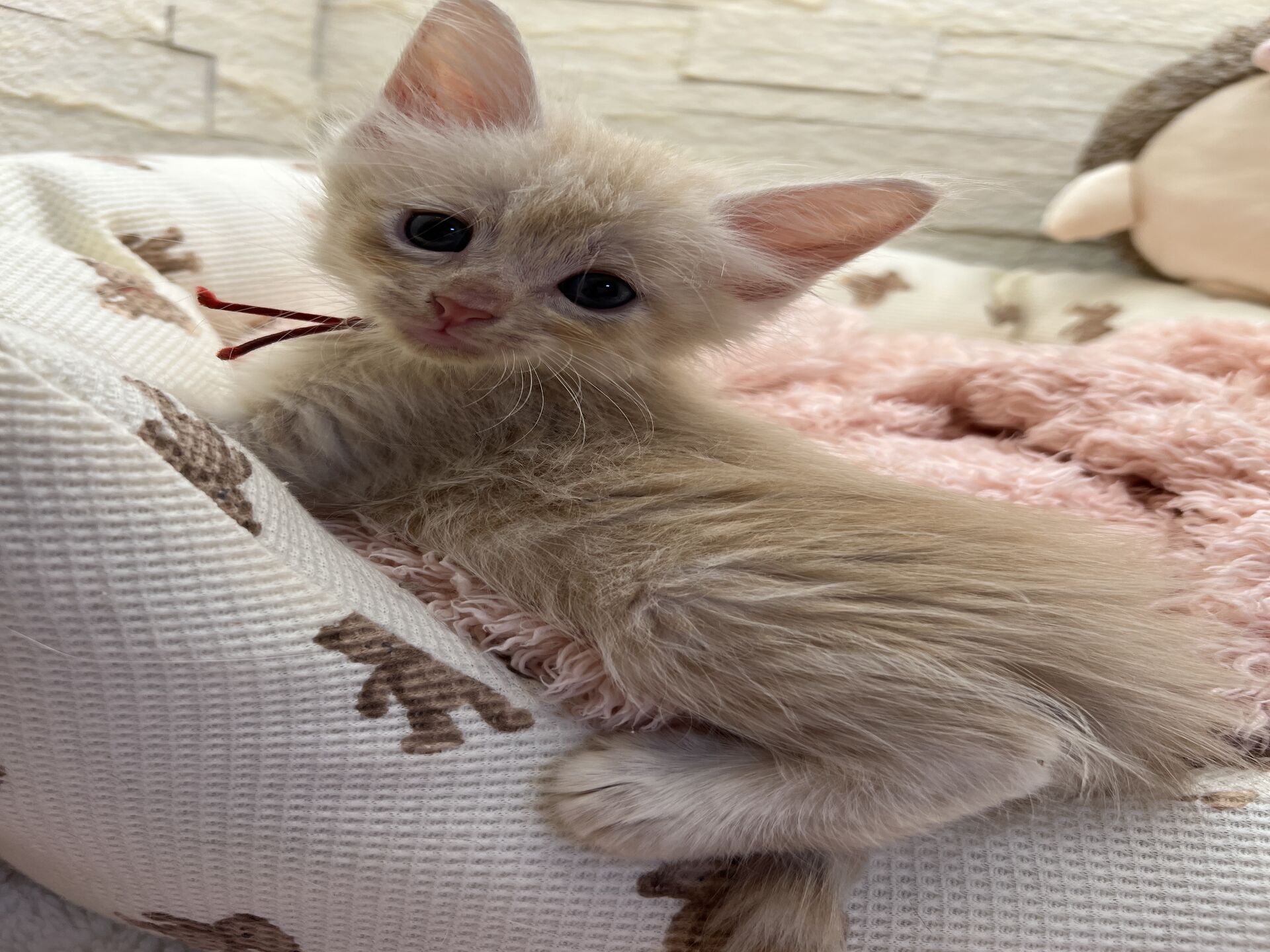 メインクーンヴィヴィコ　あかいろちゃん