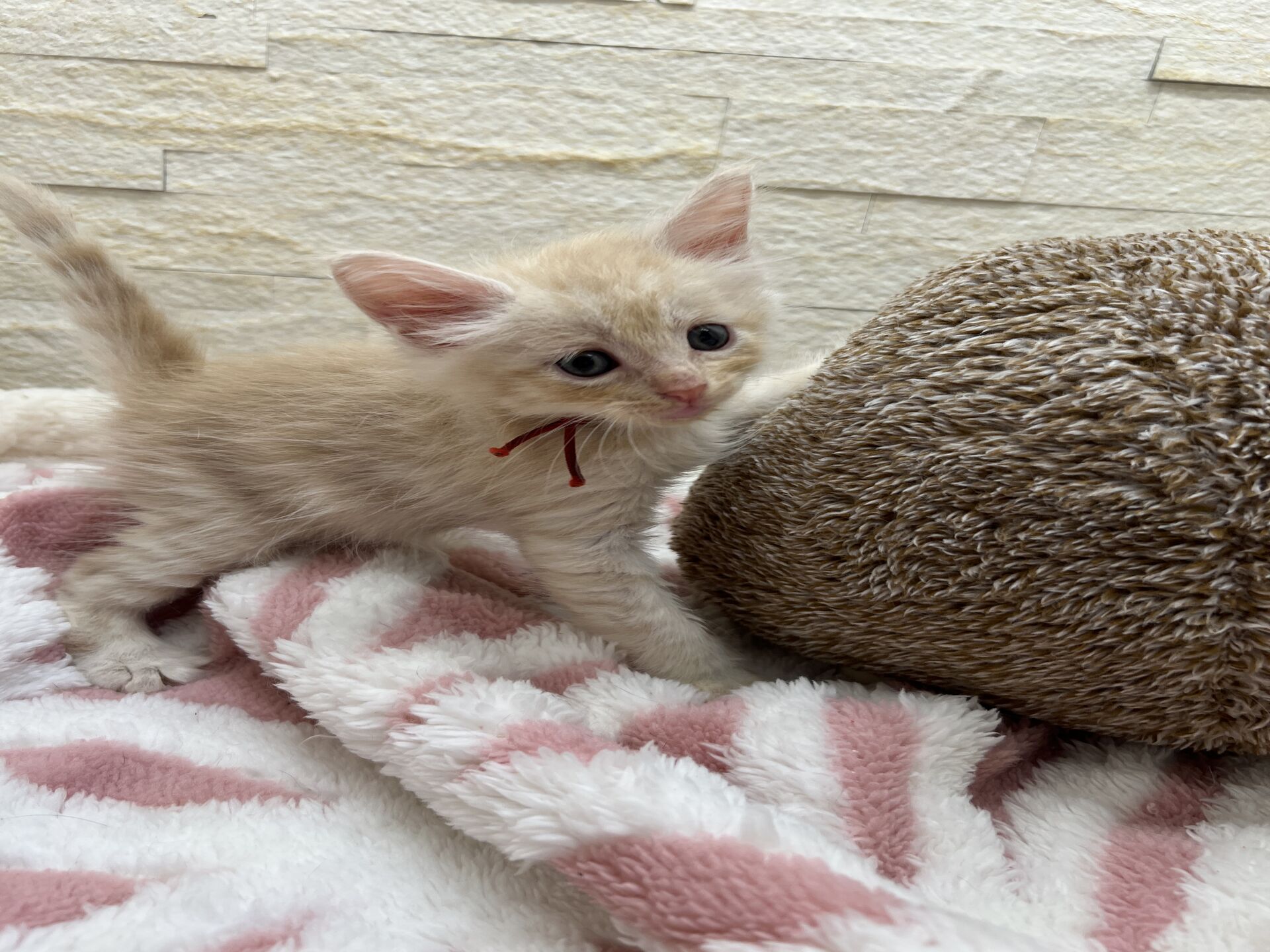 メインクーンヴィヴィコ　あかいろちゃん
