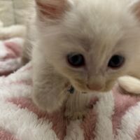 画像22737：メインクーン<br>ヴィヴィコ　あかいろちゃん