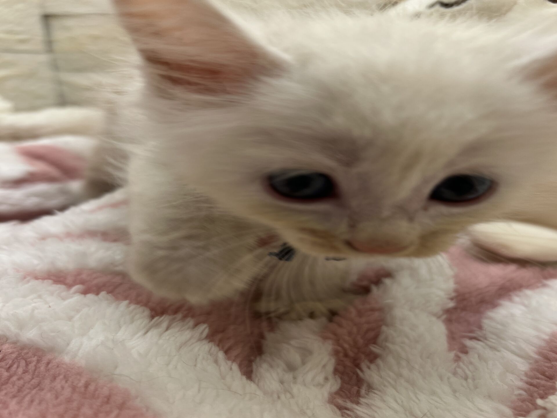 メインクーンヴィヴィコ　あかいろちゃん