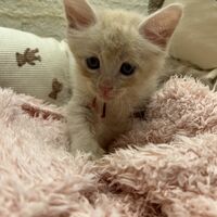 画像22738：メインクーン<br>ヴィヴィコ　あかいろちゃん