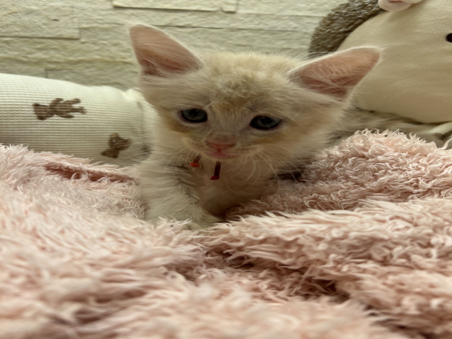 メインクーンヴィヴィコ　あかいろちゃん