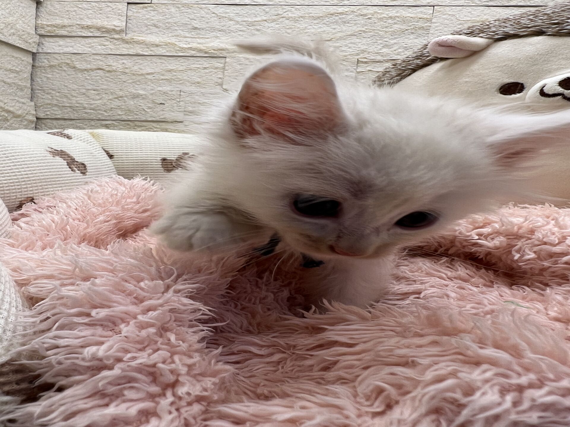 メインクーンヴィヴィコ　くろちゃん