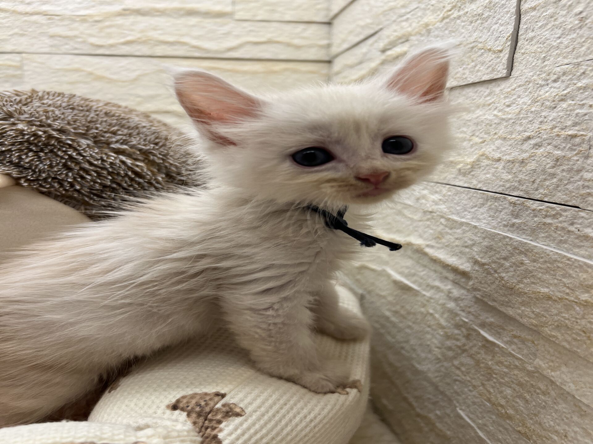 スコティッシュフォールドマリモ　ホワイトバンちゃん立ち耳