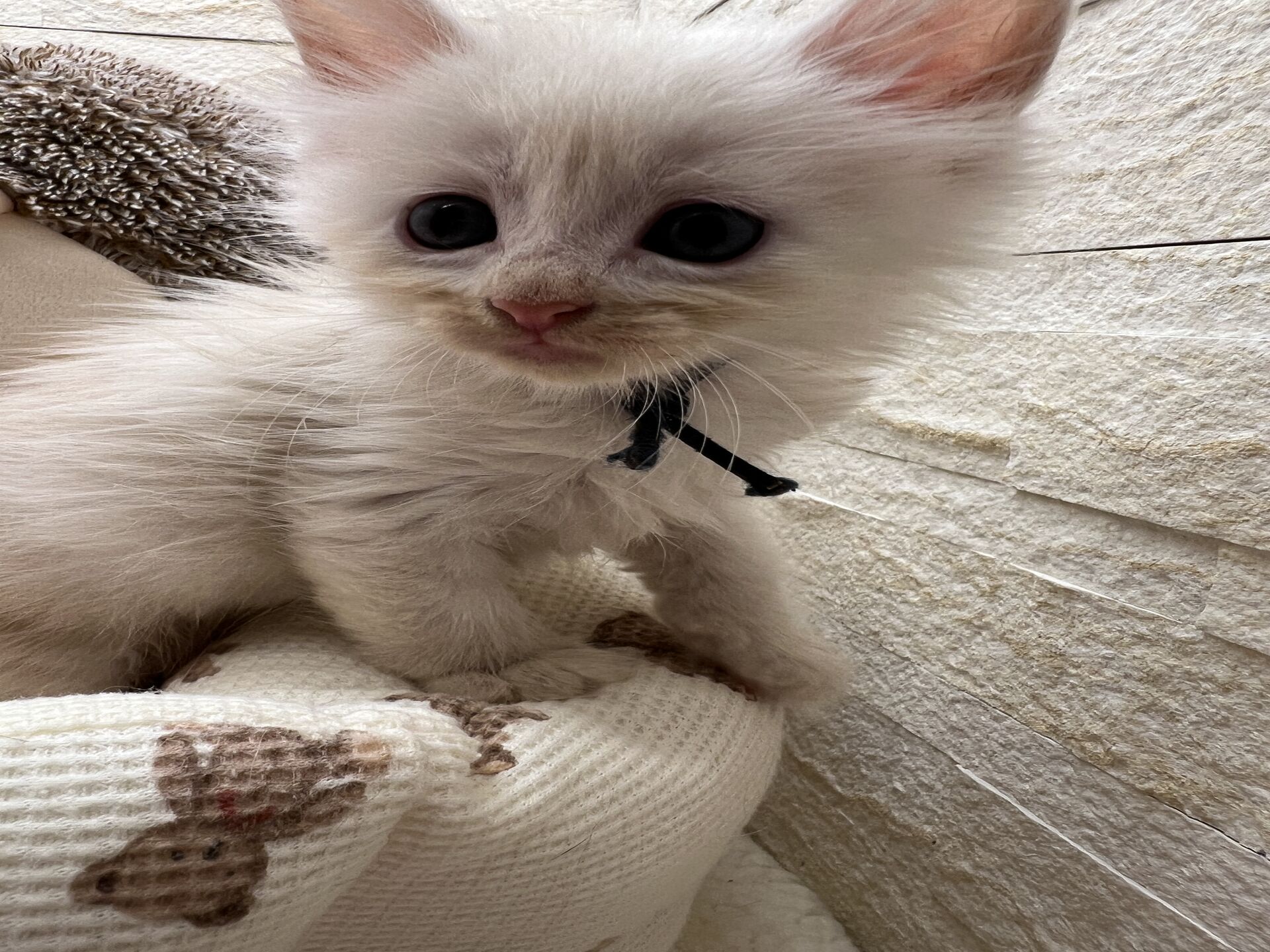 スコティッシュフォールドマリモ　ホワイトバンちゃん立ち耳
